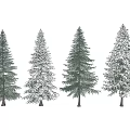 Evergreen Arbor Trees With Snow Covered And Uncovered Varieties Isolated On Gray Background