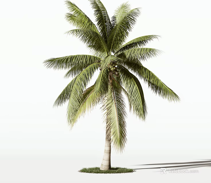 Lush Palm Tree With Green Fronds And Straight Trunk Casting Shadow 3d model