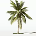 Lush Palm Tree With Green Fronds And Straight Trunk Casting Shadow 3d model