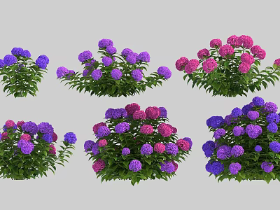Beautiful Purple And Pink Hydrangea Flowers With Green Leaves In Various Arrangements 3d model