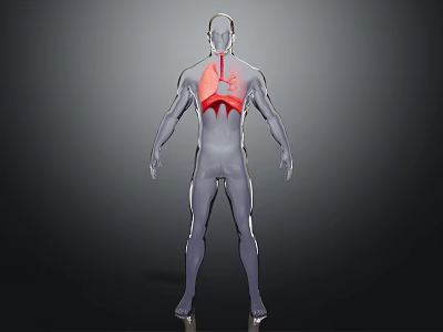 3D Transparent Human Body Model Back View Showing Red Lung Structure In Thoracic Cavity 3d model