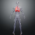 3D Transparent Human Body Model Back View Showing Red Lung Structure In Thoracic Cavity