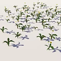 Green Plants With Yellow Flowers On White Background And Long Shadows