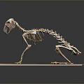 Detailed Animal Skeleton Model Display On Brown Base With Dark Background 3d model