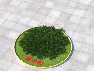 Creeping Juniper Shrub in Circular Green Area with Lush Foliage on Paved Ground 3d model
