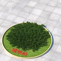 Creeping Juniper Shrub in Circular Green Area with Lush Foliage on Paved Ground