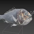 Deep Sea Aquatic Animal Fish With Large Eyes Sharp Teeth And Unique Grey Body