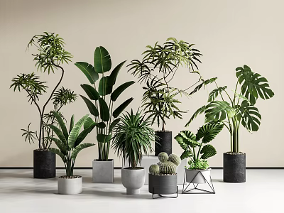Modern Indoor Potted Plants With Various Leafy Green Species And Stylish Ceramic Metal Planters 3d model