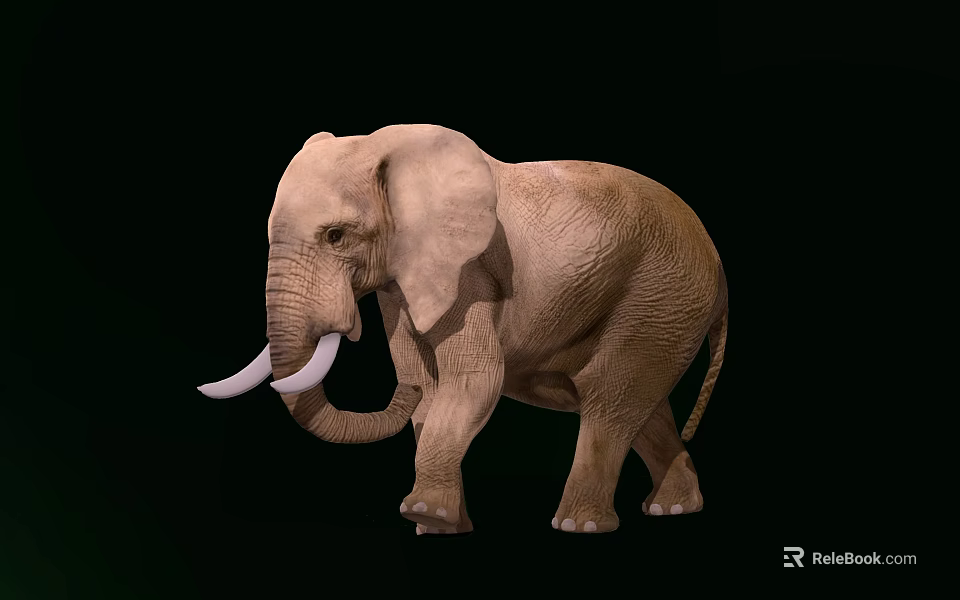 Adult Elephant Standing On Black Background With Ivory Tusks And Textured Skin 3d model 