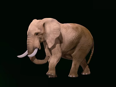 Adult Elephant Standing On Black Background With Ivory Tusks And Textured Skin 3d model