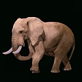 African Elephant Modern Elephant 3d model