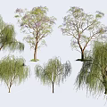 Diverse Ornamental Trees Including Willow and Purple Flowering Varieties for Landscaping