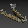 Animal Jawbone Skeleton With Sharp Teeth And Bone Structure Details