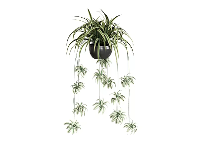 Hanging Potted Plant With Trailing Green Leaves In Black Decorative Pot For Indoor Use 3d model