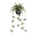 Hanging Potted Plant With Trailing Green Leaves In Black Decorative Pot For Indoor Use