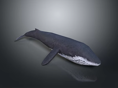 Large Dark Aquatic Whale With White Underbelly And Reflection In Gray Background 3d model