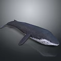 Large Dark Aquatic Whale With White Underbelly And Reflection In Gray Background