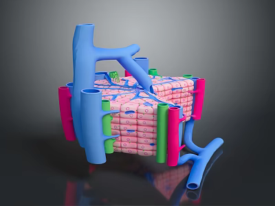 3D Rendering of Skin Organ Structure Showing Hair Follicles Layers and Vessels 3d model