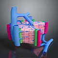 3D Rendering of Skin Organ Structure Showing Hair Follicles Layers and Vessels