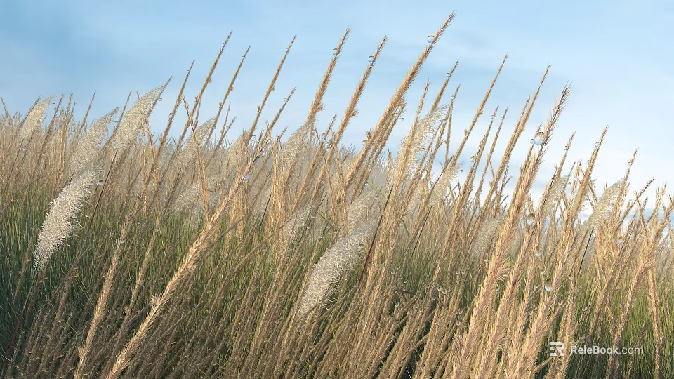 Tall Soft Feathery Grass with Dewdrops Shining Under Clear Blue Sky 3d model 