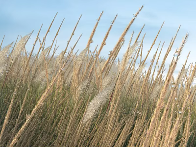 Tall Soft Feathery Grass with Dewdrops Shining Under Clear Blue Sky 3d model
