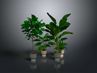 Indoor Green Plants with Lush Large Leaves in Light Ceramic Pots Against Gray Background 3d model