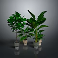 Indoor Green Plants with Lush Large Leaves in Light Ceramic Pots Against Gray Background