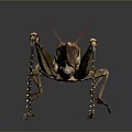 Realistic Brown Grasshopper With Red Antennae Body Patterns And Long Legs On Dark Background