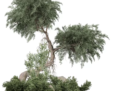 Arbor With Lush Green Foliage And Twisted Trunk Surrounded By Rocks 3d model