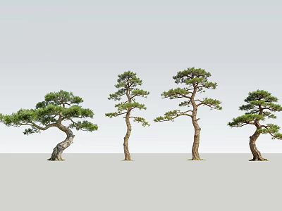 Four Elegant Pine Trees With Curved Trunks And Green Canopies On Gray Backdrop 3d model
