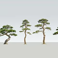 Four Elegant Pine Trees With Curved Trunks And Green Canopies On Gray Backdrop