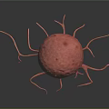 3D Rendered Organ Structure With Hair Like Projections And Red Spherical Body