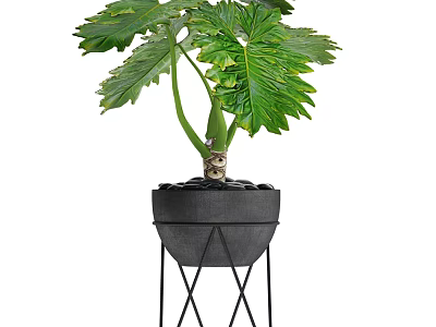Large Green Leaf Potted Plant with Black Geometric Metal Stand 3d model
