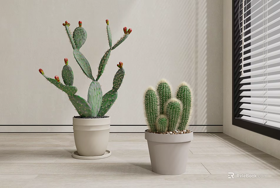 Flat Stemmed Tall and Round Cactus Potted Plants in Light Pots with Red Fruits 3d model 