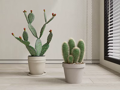 Flat Stemmed Tall and Round Cactus Potted Plants in Light Pots with Red Fruits 3d model
