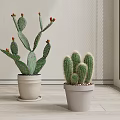 Flat Stemmed Tall and Round Cactus Potted Plants in Light Pots with Red Fruits
