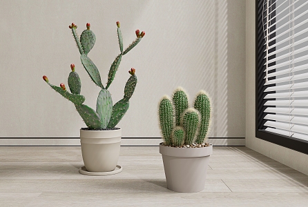 Potted cactus pot picking desert plants 3d model