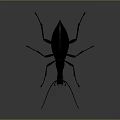 Black Beetle With Long Antennae And Legs On Dark Gradient Background