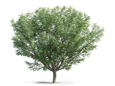 Arbor With Lush Green Foliage And Strong Trunk In Natural Setting 3d model