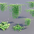 Lush Green Hanging Basket Plants With Trailing Vines And Small White Flowers