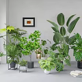 Stylish Indoor Hanging Basket Plants With Various Green Foliage And Decorative Planters
