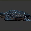 Turtle Spotted Turtle Cartoon Turtle Snapping Turtle Chickpea Turtle Reptile Cold Blooded Animal Reptile 3d model