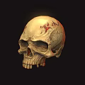 Human Skull Anatomical Model Medical Device with Detailed Markings for Educational Use