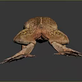 Frog Poison Frog Game Frog Reptile Cold Blooded Animal Reptile 3d model