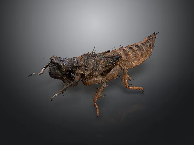 Macro View Of Brown Black Segmented Insect Larva On Dark Background 3d model