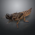 Macro View Of Brown Black Segmented Insect Larva On Dark Background