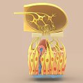 Scientific Themed Decorative Figurine Set with 3D Anatomical Structure and Colorful Layers