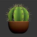 Healthy Green Spherical Cactus Plant with Sharp Thorns in Brown Ceramic Pot