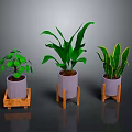 Indoor Green Plants in Purple Pots on Wooden Stands with Various Leaf Shapes