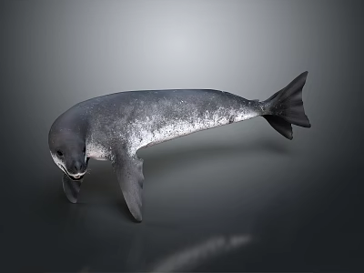 Realistic Gray Seal Marine Animal With Glossy Skin Flippers Tail On Dark Surface 3d model
